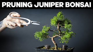 Itoigawa Juniper Bonsai  Pruning and Shaping Ideas [upl. by Aretina455]