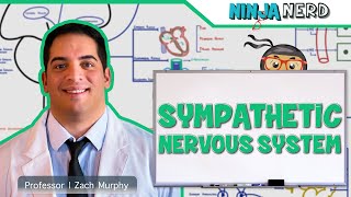 Neurology  Sympathetic Nervous System [upl. by Winne]