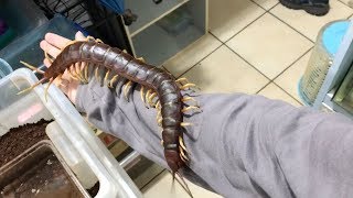 Giant Pet Centipede Crawls All Over Its Owner [upl. by Khoury]