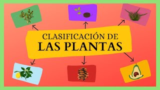 CLASIFICACIÓN de las Plantas ANGIOSPERMAS y GIMNOSPERMAS [upl. by Aleck904]