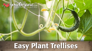 Vertical Gardening  Easy Plant Trellises [upl. by Sella195]