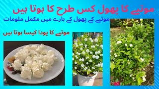 Motia ka phool quot jasmine flowar quot grow in cuttngquotmograquot benefits quot motiya plant care quot urdu quot hindi [upl. by Nadbus]