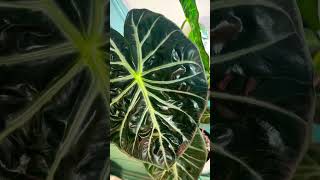 Alocasia Pink Dragon houseplant indoorplants tropicalplants garden gardening plants [upl. by Ekeiram]