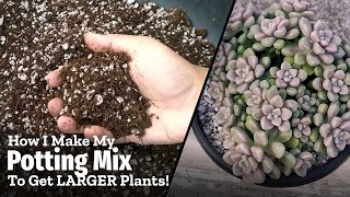 The Potting Mix To GROW LARGER Succulents  My LATEST Recipe [upl. by Esidnac]