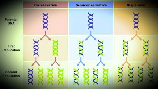 DNA ReplicationSemi Conservative modelConservative ModelDespersive Model [upl. by Krissie]