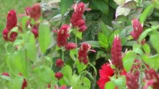 Red shrimp plant attracting hummingbirds San Benito Texas 201311 [upl. by Garaway]