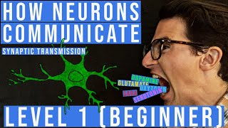 Synaptic Transmission and The Synapse Level 1 Beginner [upl. by Jobi25]