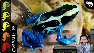 Poison Dart Frog The Best Pet Amphibian [upl. by Anires]