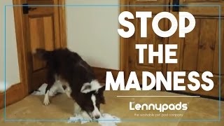 Tired of disposable potty pads Try Lennypads [upl. by Tay]