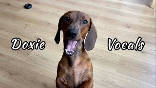 Mini dachshund vocals so much more than just barking [upl. by Matias]