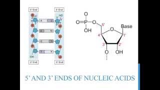 5 3 ends of DNA and RNA [upl. by Einafit]