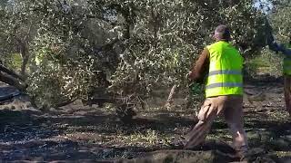 When the trees they are a shaking  Harvesting olives in Andalusia Spain [upl. by Leinaj730]