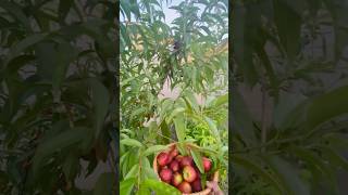 My garden nectarine fruits homegrown organicgarden nature harvesting [upl. by Tatum]