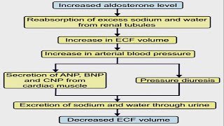 ALDOSTERONE ESCAPE [upl. by Alesi]