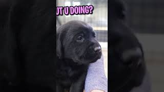 How cute labrador dog pets [upl. by Knuth9]