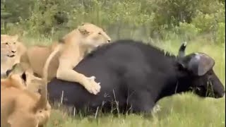 lionesses hunting the solo buffalo stuck in the waterhole [upl. by Wehttan]