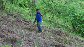 Reforestación en el Cerro Santa Cruz Flores Magón [upl. by Eisler]