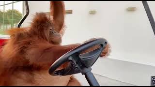 orangutan driving golf cart [upl. by Nimaj]