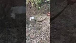 Russells viper highly venomous snake very agressive 🐍 [upl. by Afira]