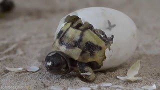 Schlüpfen Griechischer Landschildkröten  Greek tortoise hatching [upl. by Whitehurst548]