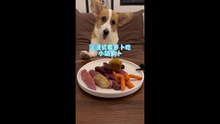 Immersive Watching Radish Eating Carrots Dogs Eating Better Than Me Series Dried Rice Dogs Daily [upl. by Yeaton686]