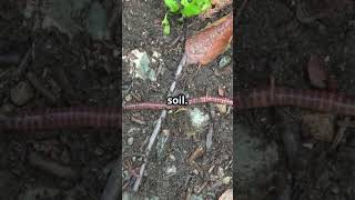 The Hammerhead Worm  Natures Creepiest Predator [upl. by Warfore]