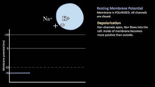 Depolarization vs Repolarization Action Potentials [upl. by Annaj]