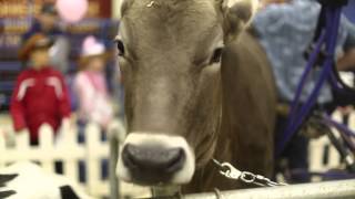 A Day at the Royal Manitoba Winter Fair [upl. by Sucramel766]