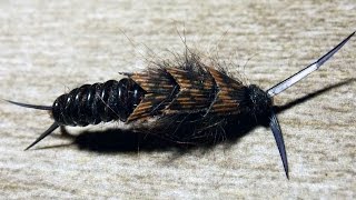 Kauffmann Stone  stonefly nymph fly tying instructions by Ruben Martin [upl. by Yelnahs]