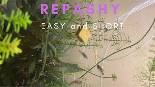 REPASHY EASY and SHORT [upl. by Egag952]