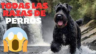 🐶TODAS LAS RAZAS DE PERROS DEL MUNDO🦮razas de perros existentesmascotasperrodognombres [upl. by Akemet]