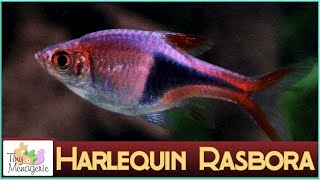 All About Harlequin Rasbora Pretty in Pink Nano Fish [upl. by Ainessey]