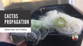 How to Propagate Cactus through Cuttings  Opuntia Snow [upl. by Anayhd538]