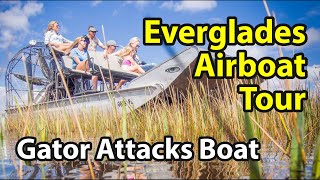 Everglades Airboat Tour  Extreme Alligator Encounter Ensues [upl. by Minor414]