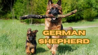 German Shepherd story Everything You Need to Know [upl. by Enelie114]