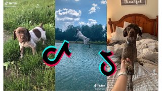 😍 Cutest German Shorthaired Pointer😂 Funny and Cute German Pointers Puppies and Dogs Videos [upl. by Rivkah252]