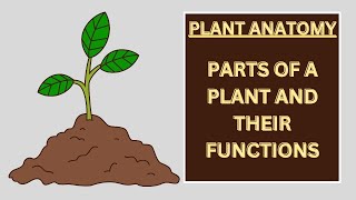 Plant Anatomy Parts of a Plant and their Functions  Plant Parts  Plant Functions Biology plants [upl. by Rothstein]