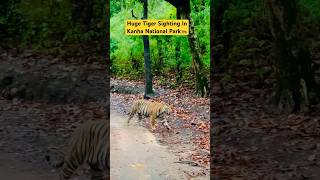 Huge Tiger Sighting In Kanha National Park  Mukki Gate  tiger kanhatigerreserve wildlife [upl. by Akimihs312]