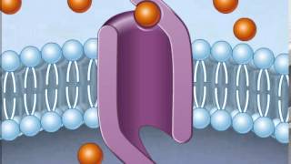 How Facilitated Diffusion Works [upl. by Durrett726]