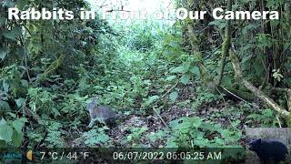 Rabbits Caught on Our Trail Camera [upl. by Kam]