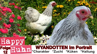 E12 Wyandotten Hühner im Rasseportrait  HAPPY HUHN  ZwergWyandotten  Zucht Geschichte Farben [upl. by Akcimahs]