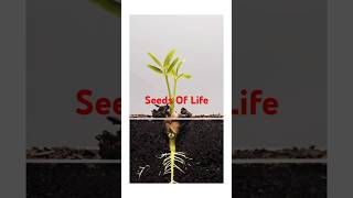 Seeds Of Life  all about seeds facts about seeds seeds as food [upl. by Hanny]