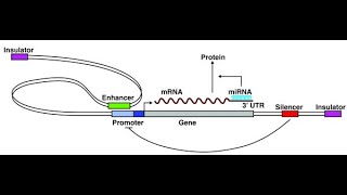 Regulatory Elements in Eukaryotic Transcription [upl. by Kreiner69]