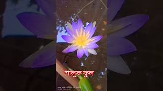 শালুক ফুল কিভাবে লাগাবেন💯💦✅ তবেই পাবেন viralvideo flowers highlights like love💦💦 [upl. by Sharona]