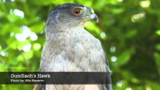 Birds of Cuba [upl. by Branden]