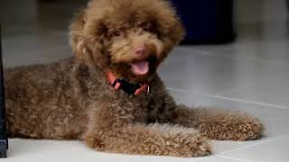 Grooming Your Poodle at Home Step by Step Guide [upl. by Notlrak]