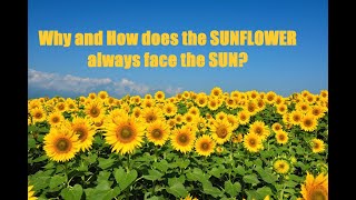 Why and How does the SUNFLOWER always face the SUN [upl. by Anum]