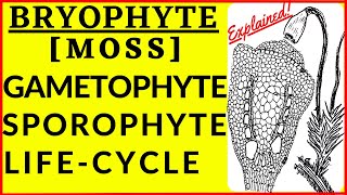 Bryophyte Life Cycle Alternation of Generation Gametophyte Sporophyte Moss Spore Dispersal Mechanism [upl. by Dode]