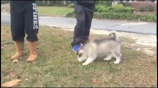 Alaskan Malamute Puppy Vocalizing [upl. by Maxine]