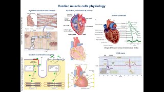 Cardiac muscle cells physiology and concepts [upl. by Luar]